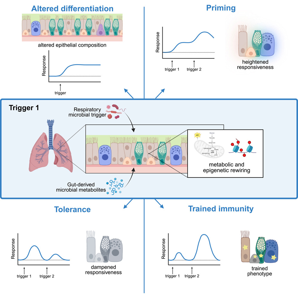 New publication alert - Microbial Imprinting of the Airway Epithelium!