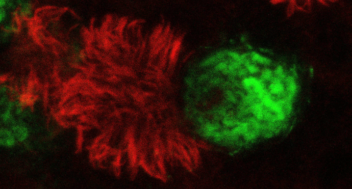 Perdijk Lab Publications Photo
